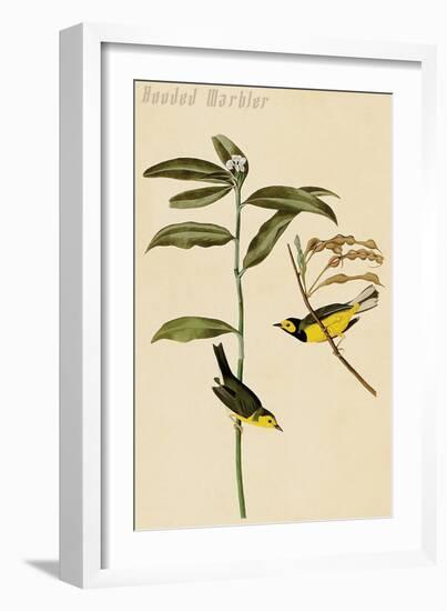 Hooded Warbler-John James Audubon-Framed Art Print