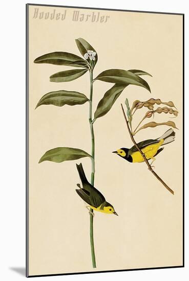 Hooded Warbler-John James Audubon-Mounted Art Print