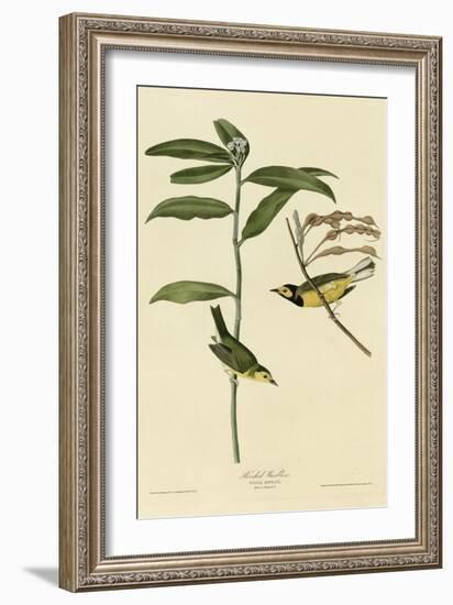 Hooded Warbler-null-Framed Giclee Print