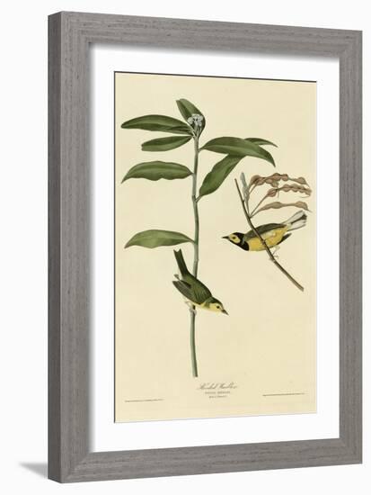 Hooded Warbler-null-Framed Giclee Print