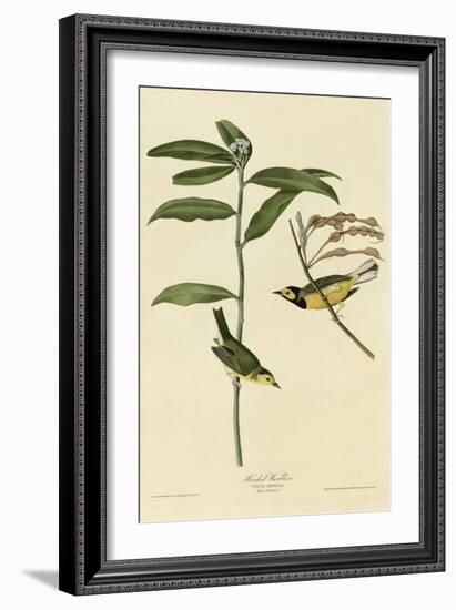 Hooded Warbler-null-Framed Giclee Print