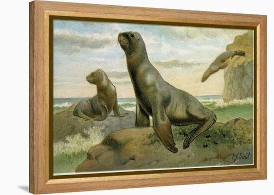 Hooker's Sea Lion-null-Framed Premier Image Canvas