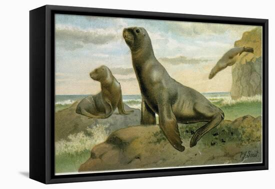 Hooker's Sea Lion-null-Framed Premier Image Canvas