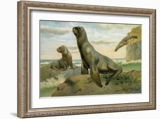 Hooker's Sea Lion-null-Framed Giclee Print