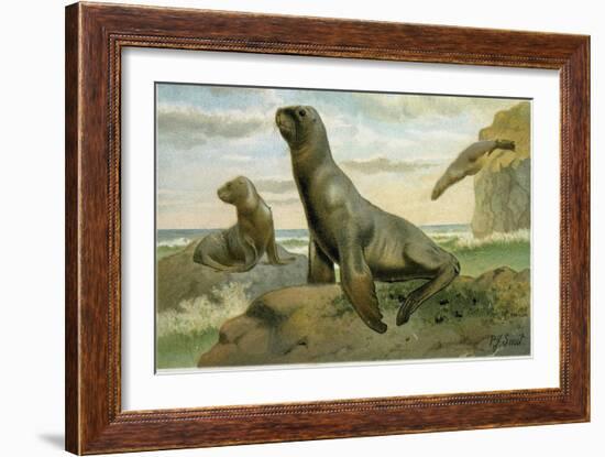 Hooker's Sea Lion-null-Framed Giclee Print