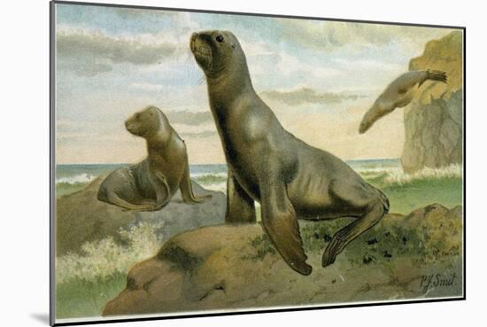 Hooker's Sea Lion-null-Mounted Giclee Print