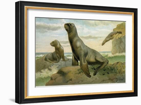 Hooker's Sea Lion-null-Framed Giclee Print