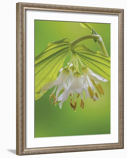 Hookers Fairy Bells-Don Paulson-Framed Giclee Print