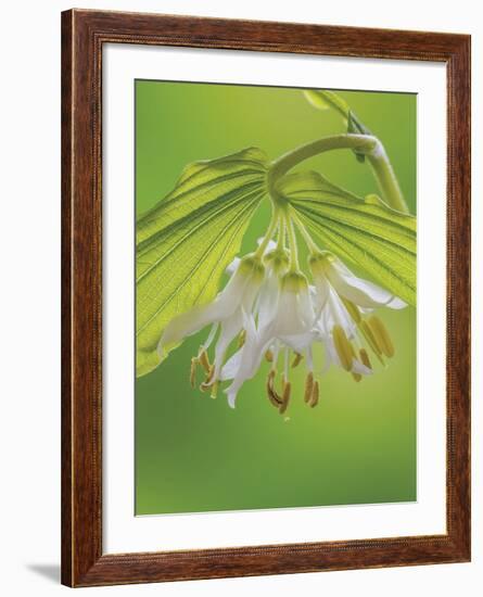 Hookers Fairy Bells-Don Paulson-Framed Giclee Print