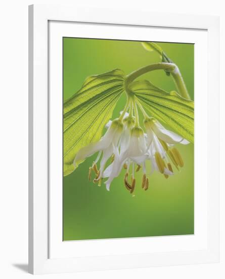 Hookers Fairy Bells-Don Paulson-Framed Giclee Print