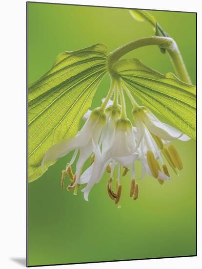 Hookers Fairy Bells-Don Paulson-Mounted Giclee Print