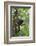 Hoolock Gibbon (Hoolock Leuconedys)Feeding-Dong Lei-Framed Photographic Print