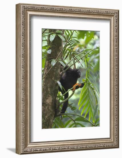 Hoolock Gibbon (Hoolock Leuconedys)Feeding-Dong Lei-Framed Photographic Print