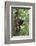 Hoolock Gibbon (Hoolock Leuconedys)Feeding-Dong Lei-Framed Photographic Print