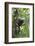 Hoolock Gibbon (Hoolock Leuconedys)Feeding-Dong Lei-Framed Photographic Print