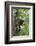 Hoolock Gibbon (Hoolock Leuconedys)Feeding-Dong Lei-Framed Photographic Print