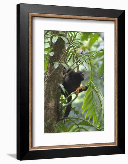 Hoolock Gibbon (Hoolock Leuconedys)Feeding-Dong Lei-Framed Photographic Print