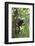Hoolock Gibbon (Hoolock Leuconedys)Feeding-Dong Lei-Framed Photographic Print