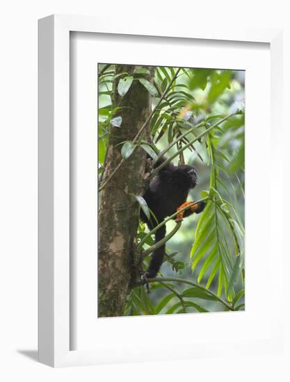 Hoolock Gibbon (Hoolock Leuconedys)Feeding-Dong Lei-Framed Photographic Print