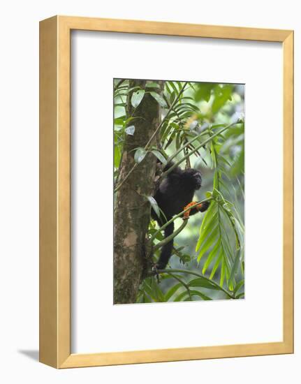 Hoolock Gibbon (Hoolock Leuconedys)Feeding-Dong Lei-Framed Photographic Print