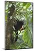 Hoolock Gibbon (Hoolock Leuconedys)Feeding-Dong Lei-Mounted Photographic Print