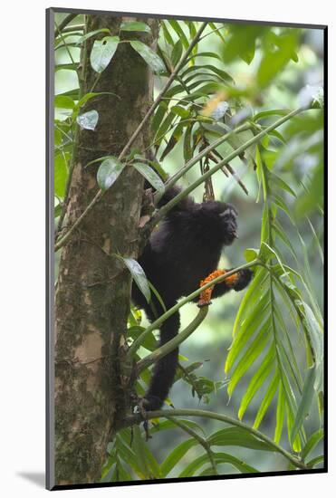 Hoolock Gibbon (Hoolock Leuconedys)Feeding-Dong Lei-Mounted Photographic Print
