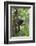 Hoolock Gibbon (Hoolock Leuconedys)Feeding-Dong Lei-Framed Photographic Print