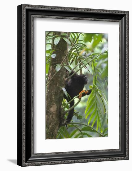 Hoolock Gibbon (Hoolock Leuconedys)Feeding-Dong Lei-Framed Photographic Print