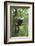 Hoolock Gibbon (Hoolock Leuconedys)Feeding-Dong Lei-Framed Photographic Print