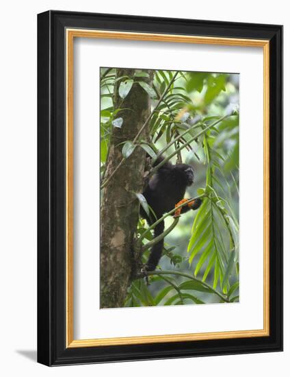 Hoolock Gibbon (Hoolock Leuconedys)Feeding-Dong Lei-Framed Photographic Print