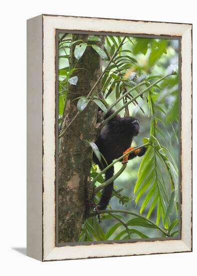 Hoolock Gibbon (Hoolock Leuconedys)Feeding-Dong Lei-Framed Premier Image Canvas