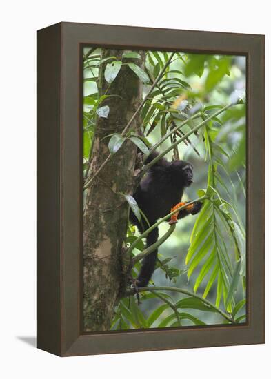 Hoolock Gibbon (Hoolock Leuconedys)Feeding-Dong Lei-Framed Premier Image Canvas