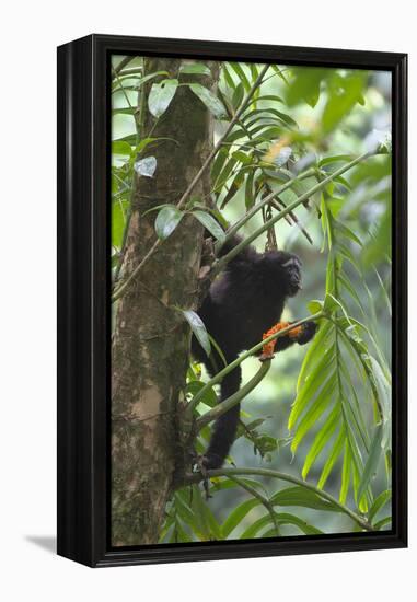 Hoolock Gibbon (Hoolock Leuconedys)Feeding-Dong Lei-Framed Premier Image Canvas