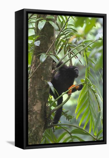 Hoolock Gibbon (Hoolock Leuconedys)Feeding-Dong Lei-Framed Premier Image Canvas