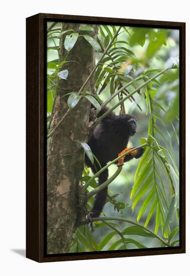 Hoolock Gibbon (Hoolock Leuconedys)Feeding-Dong Lei-Framed Premier Image Canvas