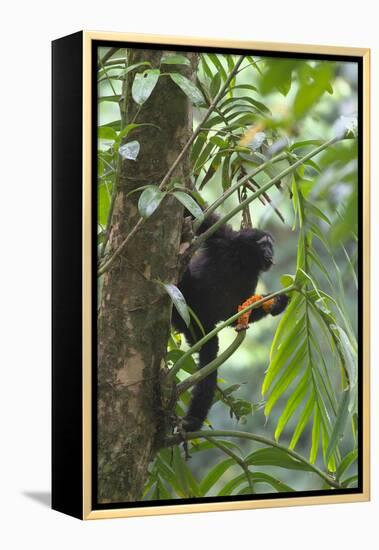 Hoolock Gibbon (Hoolock Leuconedys)Feeding-Dong Lei-Framed Premier Image Canvas