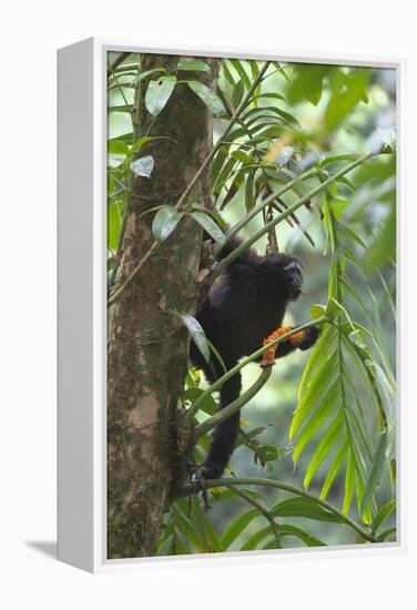 Hoolock Gibbon (Hoolock Leuconedys)Feeding-Dong Lei-Framed Premier Image Canvas