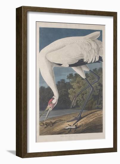 Hooping Crane, 1834-John James Audubon-Framed Giclee Print
