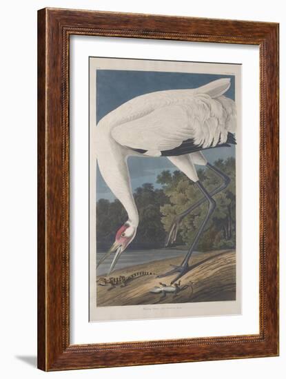 Hooping Crane, 1834-John James Audubon-Framed Giclee Print