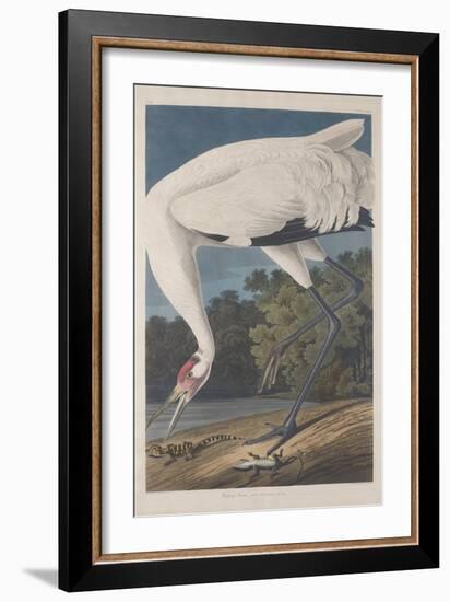 Hooping Crane, 1834-John James Audubon-Framed Giclee Print