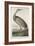 Hooping Crane, 1835-John James Audubon-Framed Premium Giclee Print