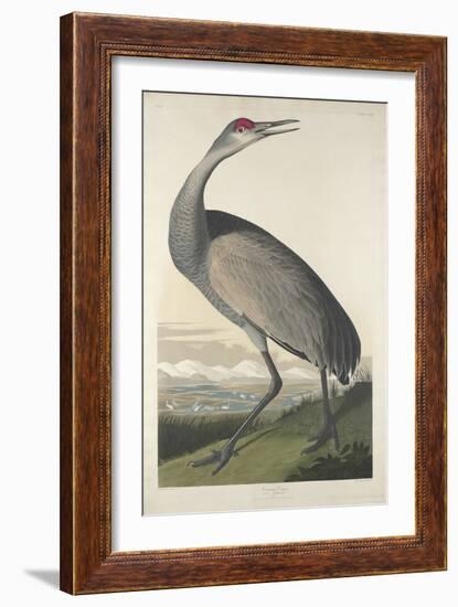 Hooping Crane, 1835-John James Audubon-Framed Premium Giclee Print