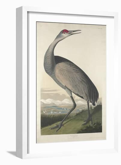 Hooping Crane, 1835-John James Audubon-Framed Premium Giclee Print