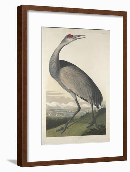 Hooping Crane, 1835-John James Audubon-Framed Premium Giclee Print