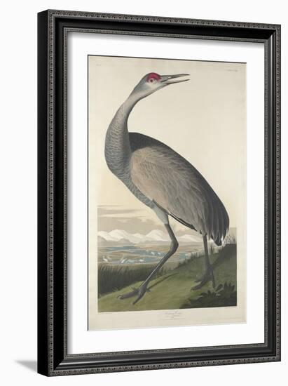 Hooping Crane, 1835-John James Audubon-Framed Premium Giclee Print