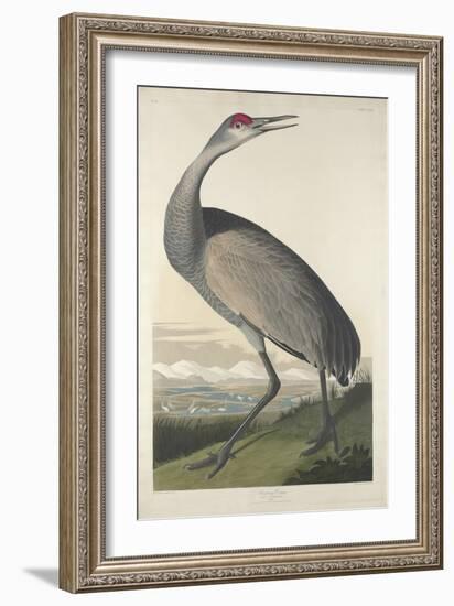 Hooping Crane, 1835-John James Audubon-Framed Giclee Print