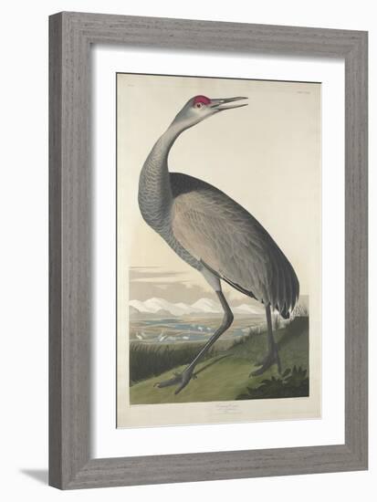 Hooping Crane, 1835-John James Audubon-Framed Giclee Print