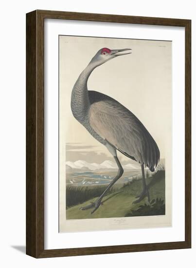 Hooping Crane, 1835-John James Audubon-Framed Giclee Print