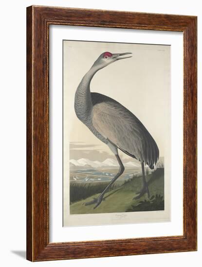 Hooping Crane, 1835-John James Audubon-Framed Giclee Print