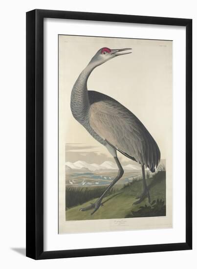 Hooping Crane, 1835-John James Audubon-Framed Giclee Print